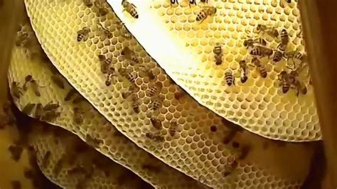 小腳指甲分瓣 蜜蜂在家筑巢